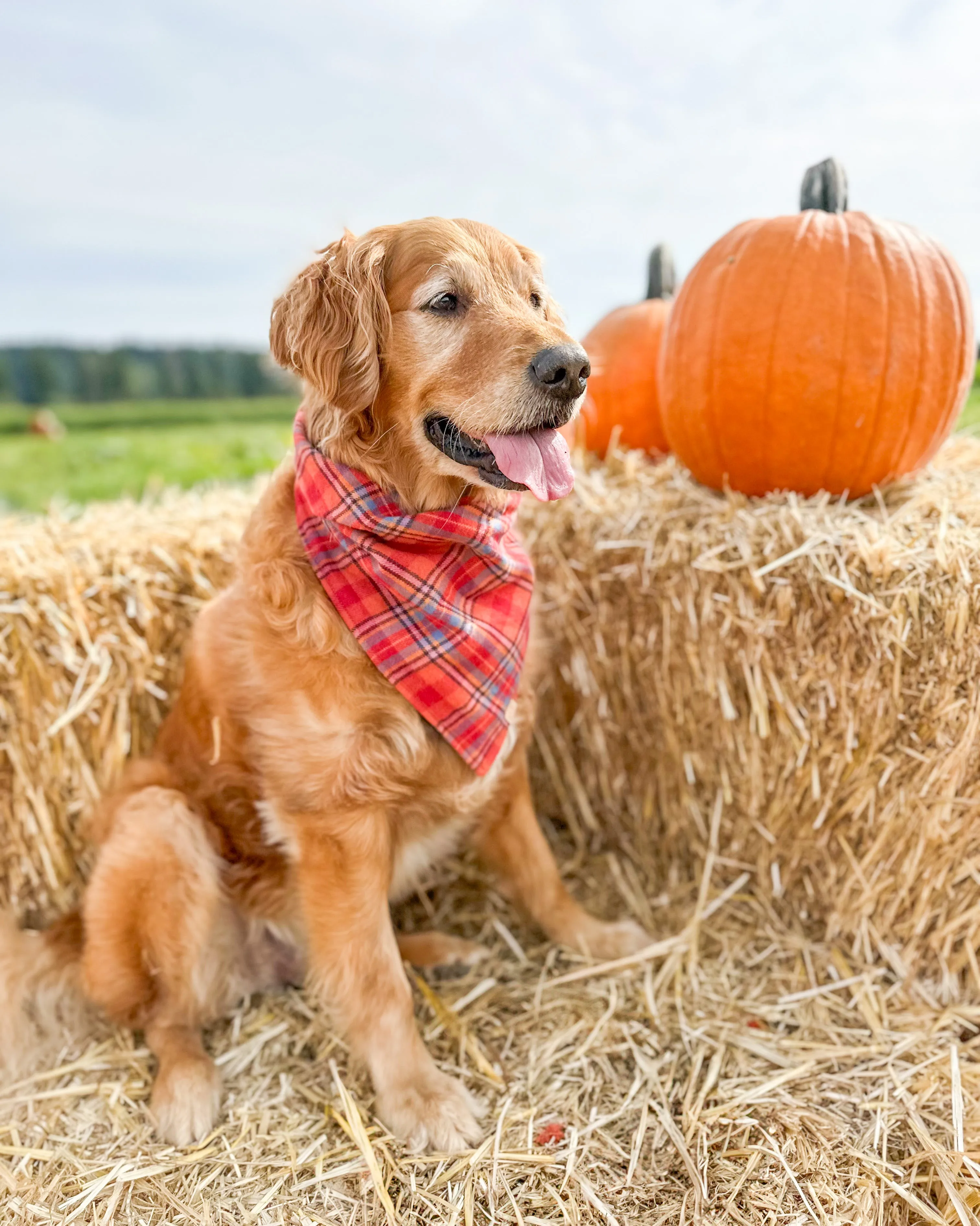 Autumn Days Flannel Plaid Dog Bandana (Personalization Available)