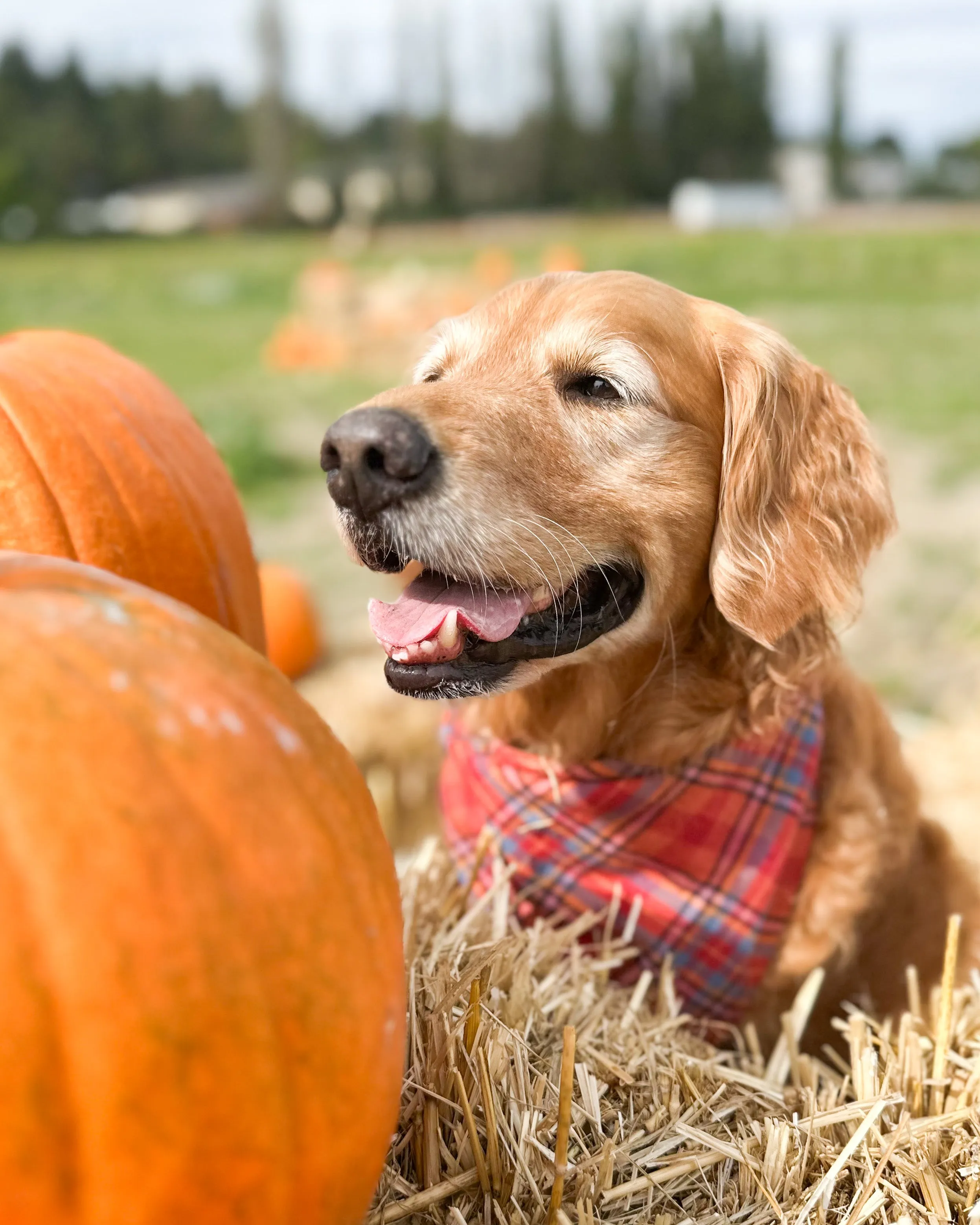 Autumn Days Flannel Plaid Dog Bandana (Personalization Available)