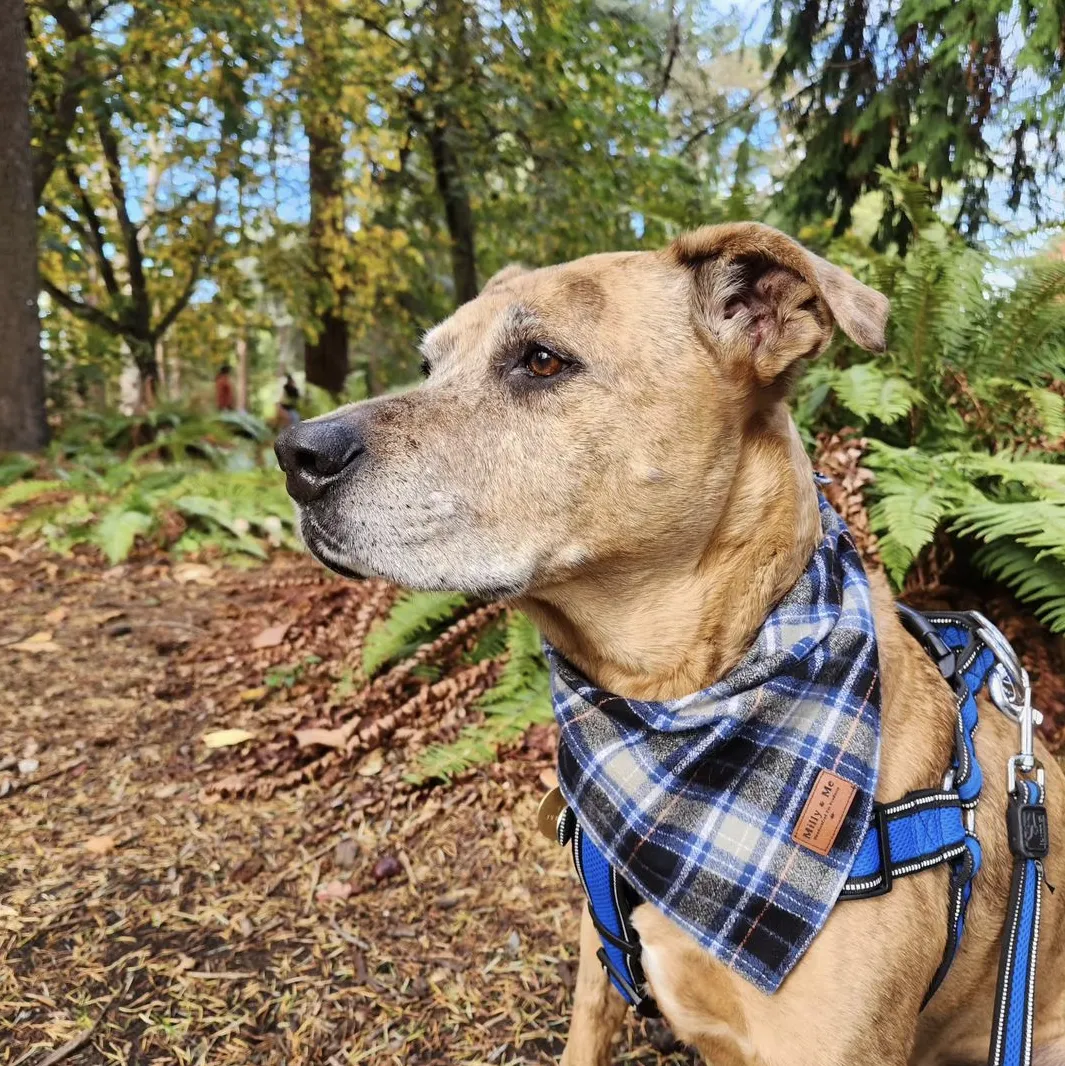 Autumn Storm Flannel Plaid - Pet Bandana