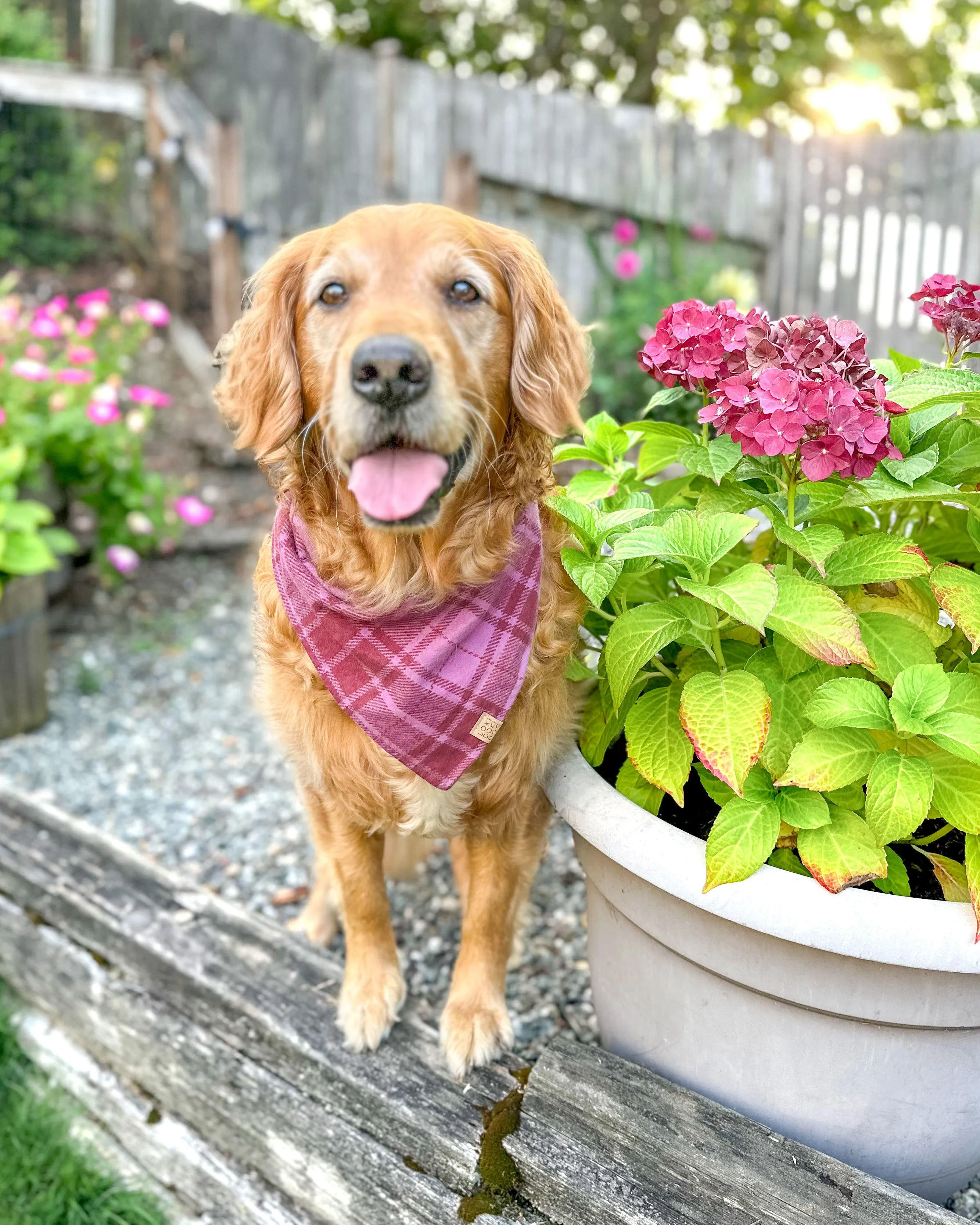 Mulberry Plaid Flannel Dog Bandana (Personalization Available)